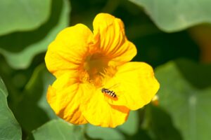 blume , wespe , bestäubung , kapuzinerkresse , blüte , tropaeolum , insekt , entomologie ,