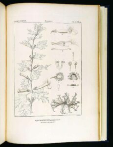 Afrikanische Teufelskralle (Harpagophytum procumbens)