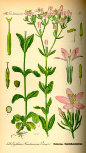 Echtes Tausendgüldenkraut (Centaurium erythraea), Illustration