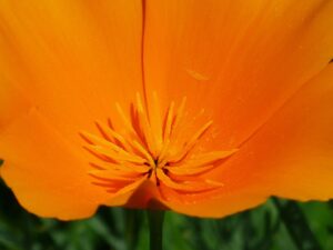staubblätter , blütenstaub , pollen , blütenpollen , kalifornischer mohn , mohn , blüte , pflanze , orange , leuchtend , farbig , farbenfroh , eschscholzia californica , goldmohn , kalifornischer kappenmohn , schlafmützchen , mohngewächs , papaveraceae , flora , mohnblüte , kronblätter ,