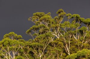  gummibäume , eukalyptus , grün , einheimisch , subtropisch , grauen himmel , regenwald , wald , australien , queensland ,