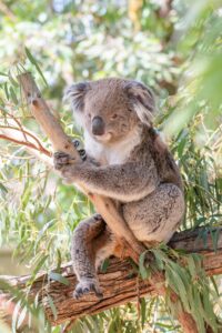  koala , beuteltier , pflanzenfresser , baumartig , tierwelt , australisch , australien , tier , niedlich , natur , baum , grau , pelzig , bezaubernd , säugetier , im beutel säugetier , eukalyptus , blätter , flauschige , pelz , aussie , einheimisch , ikonisch , geschützt ,