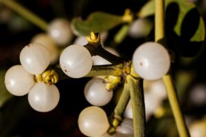  mistel , schmarotzer , heilpflanze , parasit , zweig , pflanze , grün , medizinisch , immergrün , frühjahr , winter , wuchern , beeren , makro ,