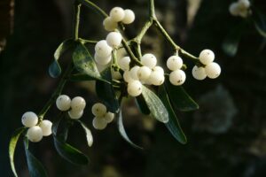 mistelbeeren , mistel , mistelzweig , grün , pflanze , schmarotzer , viscum , sandelholzgewächs , santalaceae , halbschmarotzer , immergrün , sommergrün , flora , baum , baumgewächs ,