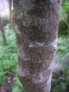 Cascararinde, Cascara (Rhamnus purshiana), Amerikanischer Faulbaum