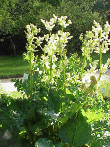 Rheum officinale (Medizinalrhabarber), Medizinal-Rhabarber, Rheum palmatum, Rheum officinale, Chinesischer Rhabarber, Rhabarberwurzel, Indischer Rhabarber