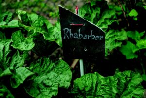  rhabarber , frühjahr , grün , pflanze , frühling , blatt , schild , handschrift , garten , beet , Rheum Palmatum (Medizinalrhabarber), Medizinal-Rhabarber, Rheum palmatum, Rheum officinale, Chinesischer Rhabarber, Rhabarberwurzel