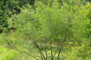 baum , blätter , äste , zweige , faulbaum , frangula alnus , rhamnus frangula l , frangula dodonei , strauchart , kreuzdorngewächs , rhamnaceae , rhamnus , rhamnus frangula , faulbaumrinde