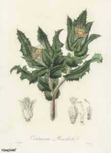 Benediktenkraut, Centaurea benedicta, Kardobenedikte, Benediktindistel