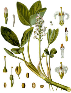 Bitterklee (Menyanthes trifoliata), Fieberklee