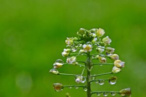  gewöhnliche hirtentäschel , regentropfen , wassertropfen , tropfen , regen , blüten , nass , naß , capsella bursa-pastoris , kreuzblütengewächse , unkraut , stengel , pflanze , natur ,