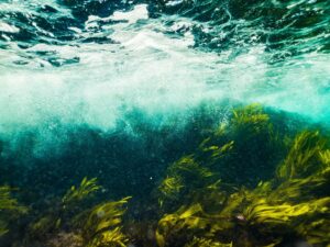 wasser , meer , ozean , unterwasser , seestück , grün , seetang ,
