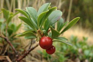 Echte oder Immergrüne Bärentraube (Arctostaphylos uva-ursi), Bärentraubenblätter