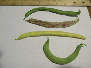 Gartenbohne (Phaseolus vulgaris), Grüne Bohne, Schnittbohne, Fisole, Bohnenschalen, Bohnenhülsen, Gartenbohnenhülsen