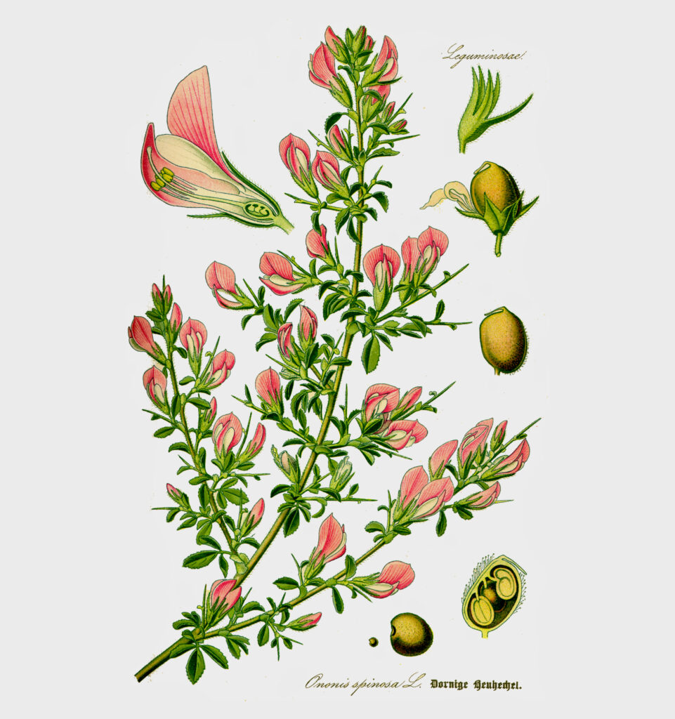 Dornige Hauhechel (Ononis spinosa), auch Weiberkrieg, Eindorn oder Katzendorn