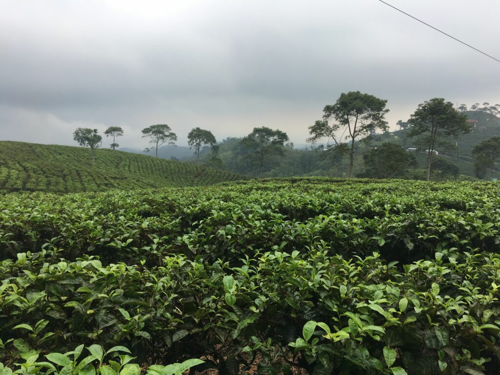 Orthosiphonblätter (Katzenbart) » Heilwirkung vom Java Tee » Krank.de