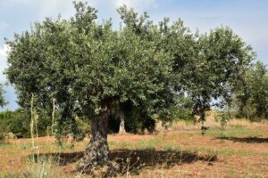 olivenbaum , olivenfeld , mediterran , landwirtschaft , olivenhain , natur , vegetation , grün , feld , olivenanpflanzung , ölbäume , plantage , anpflanzung , sizilien , sommer , olivenanbau , olivengarten , landschaft , oliven , warm , knorrig
