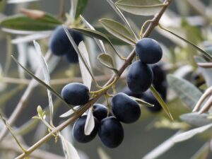 Ölbaum, Olivenblätter, Olivenbaum Blätter, Olivenbaum (Olea europaea), Echter Ölbaum