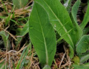 kleine habichtskraut , pilosella , langhaariges habichtskraut , gewöhnliches habichtskraut , mausohr habichtskraut , pilosella officinarum , pflanze , grün , garten , wildkraut , unkraut , blätter , blatt , natur , frühling ,
