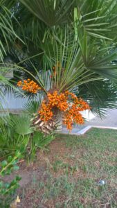 Sägepalme (Serenoa repens) , Sägepalmenextrakt, Sägepalmenfrucht, Sägepalmenfrüchte