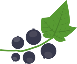 Schwarze Johannisbeere, Ribes nigrum, Schwarze Ribisel, Cassis, Schwarze Johannisbeerblätter