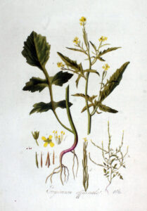 Sisymbrium officinale, Wegrauke, Weg-Rauke, Echte Gewöhnliche Rauke