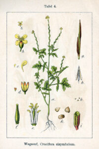 Sisymbrium officinale, Wegrauke, Weg-Rauke, Echte Gewöhnliche Rauke