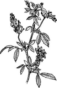 Luzerne (Medicago sativa), auch Saat-Luzerne, Alfalfa, Schneckenklee oder Ewiger Klee, Luzernenkraut, Alfalfakraut