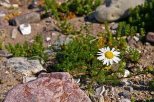 Mutterkraut, Falsche Kamille, Tanacetum parthenium, Fieberkraut, Zierkamille