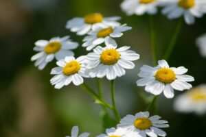 Mutterkraut, Falsche Kamille, Tanacetum parthenium, Fieberkraut, Zierkamille