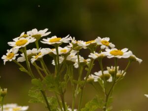 Mutterkraut, Falsche Kamille, Tanacetum parthenium, Fieberkraut, Zierkamille