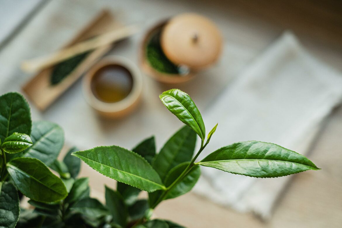 Grüner Tee (Camellia sinensis) » Teeblätter als Heilkraut » Krank.de