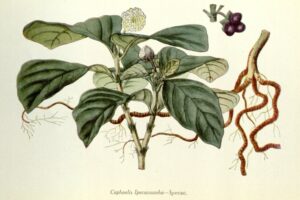 Carapichea ipecacuanha, Brechwurz, Brechwurzel, Ruhrwurzel; Speiwurzel; Kopfbeere; Ipecacuanha; Ipecacuana; Ipecacwurzel
