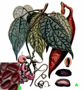 Kalabarbohne, Gottesurteilbohne (Physostigma venenosum), Calabar, Phytostigmin