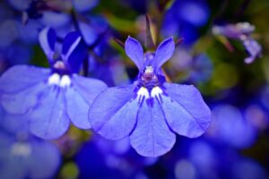 lobelien , glockenblumengewächs , blume , blau , gartenpflanze , lobelia , blüten