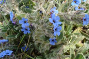 Schminkwurz, Alkanna tinctoria, Färber-Alkanna, Alkannawurzel