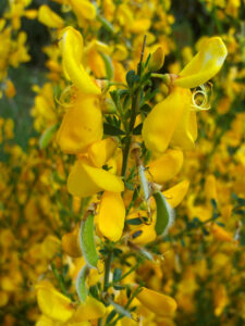 Besenginster , Cytisus scoparius, Blume, Blüte, Heilpflanze