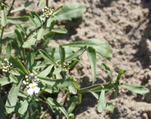 Bittere Schleifenblume (Iberis amara), Bitterer Bauernsenf, Schleifenblumenkraut (Iberidis herba)