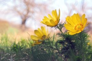 adonisröschen , frühlingsblüher , adonis , blüte , blume , gelb , pflanze , frühling , gelbe blume , wiese , geschützt ,