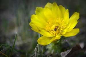  adonisröschen , adonis , frühlings-adonis , adonideae , hahnenfußgewächse , ranunculaceae , blüte , blühen , frühlingsblüher , gelb , insekt , seltenheit , rarität , naturschutz , geschützt , selten , flora , natur 