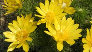 adonis vernalis , header , adonis , frühlingsblumen , wilde frühlingsblumen , geschützte pflanzen , seltene pflanzen , thermophile pflanzen , tschechisches mittelgebirge , Report