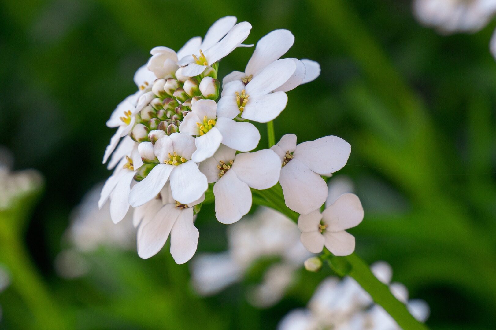 Bittere Schleifenblume (Iberis amara) » Wirkung & Anwendung » Krank.de
