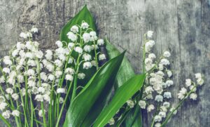  maiglöckchen , holz , blüte , botanisch , strauß , bündel , flora , blume , laub , duftend , rahmen , frisch , geschenk , grün , hölzern , jahrgang , lilie , blatt , wild , pflanze , natur , Augenkraut; Faltrianblume; Glasblümli; Maiblume; Maieriesli; Maililie; Maischellen; Marienglöckchen; Niesekraut; Springauf; Talblume