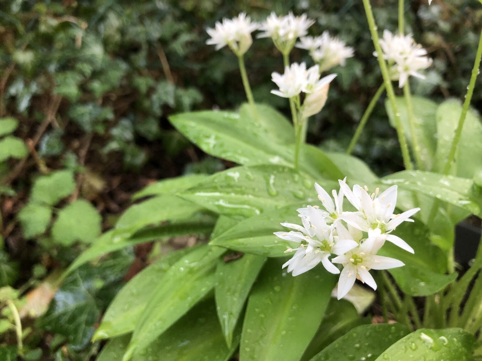 Bärlauch als Heilpflanze » Anwendung, Wirkung & Risiken » Krank.de Bärlauch als Heilpflanze » Anwendung, Wirkung & Risiken » Krank.de