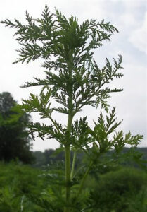 Artemisinin, Artemisia annua, Einjähriger Beifuß