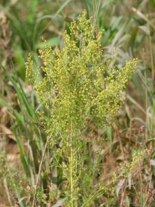 Artemisinin, Artemisia annua, Einjähriger Beifuß, beifußkraut