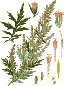 Gemeiner Beifuß (Artemisia vulgaris), Gewürzbeifuß, Gewöhnlicher Beifuß