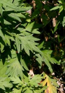 Beifußkraut, Beifußblätter, Gemeiner Beifuß (Artemisia vulgaris), Gewürzbeifuß, Gewöhnlicher Beifuß