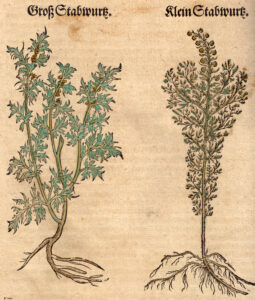 Eberraute, Artemisia abrotanum, Colakraut; Colastrauch; Stabwurz; Amberbaum; Zitronenkraut