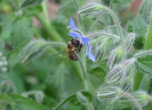  borretsch , gurkenkraut , boretsch , borretschblüte , küchengewürz , nutzgarten , heilpflanze , wiesenblume , bienenstaude , biene , borago officinalis